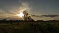 Tree on a meadow through which the setting sun shines thirstily Royalty Free Stock Photo