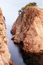 Tree Mediterranean rock ocean reddish nature