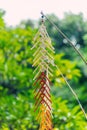 Tree mentioned (Vietnamese name is Cay Neu) - symbol of ethnic minority spiritual Kontum, Vietnam Royalty Free Stock Photo