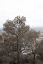 A tree in a middel of the view