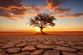 a tree in the middle of an arid landscape at sunset