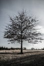 Tree on the middle of the back yard