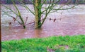 Tree in the middle of the flood