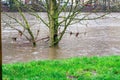 Tree in the middle of the flood