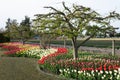 A tree in the middle of a flower bed with red, rose, yellow and white tulips at the Skagit Valley Tulip Festival, La Conner, USA Royalty Free Stock Photo