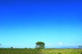 Tree in middle of grass savanna