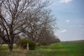 Tree in the middle of green field on the background of blue sky e with big branches in the middle of green field Royalty Free Stock Photo