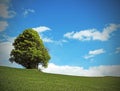 tree in the middle of the green meadow in summer Royalty Free Stock Photo