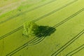 A tree in the middle of green wheat fields in Europe, France, Isere, the Alps, in summer, on a sunny day Royalty Free Stock Photo