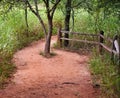 Tree in the middle of a hiking trail, Martin Nature Park Royalty Free Stock Photo