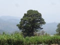 Tree in the middle of a Honduras forest Royalty Free Stock Photo