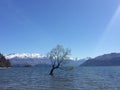 A tree in the middle of the lake surrounded by mountains under a blue sky in New Zealand Royalty Free Stock Photo