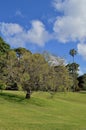 A tree in the middle of a lush green parkland