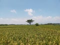 a tree in a middle paddie fields Royalty Free Stock Photo