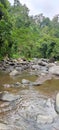 Tree middle of river