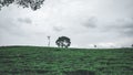 a tree in the middle of a tea garden Royalty Free Stock Photo