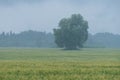 Tree in the middle of the wheat field. Rain and fruitage, forest in background. Organic crop, natural environment Royalty Free Stock Photo