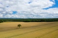 A tree in the middle of the wheat fields in the French countryside in Europe, France, Burgundy, Nievre, in summer on a sunny day
