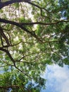 a tree with millions of leaves still standing strong in the midst of industrial onslaught