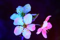 Tree Mirabelle plum plowers blooming in uv. horizontal composition