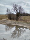 Tree mirrored in the puddle mirror ont he meadow in nature.