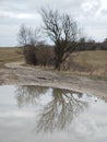 Tree mirrored in the puddle mirror ont he meadow in nature.