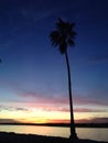 Palm tree at Mission Bay, California