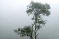 The tree with the mist is blurred.