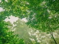 Tree with the mist in the DeepForest Royalty Free Stock Photo