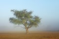 Tree in mist - Kalahari desert Royalty Free Stock Photo