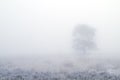Tree in mist on moor Royalty Free Stock Photo