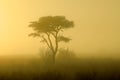 Tree in mist at sunrise - Kalahari desert Royalty Free Stock Photo