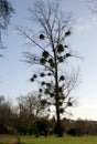 Tree with mistletoe Royalty Free Stock Photo