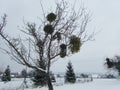 Tree with a mistletoe in the winter Royalty Free Stock Photo