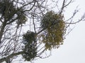 Tree with a mistletoe in the winter Royalty Free Stock Photo