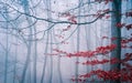 Tree in the misty autumn forest Royalty Free Stock Photo