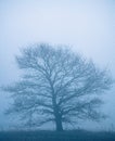 Tree with a misty background