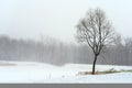 Tree in misty haze of winter blizzard Royalty Free Stock Photo