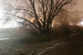 Tree at misty night Royalty Free Stock Photo