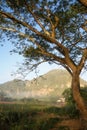 Tree and Mogote in Vinales Valley