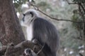 Tree monkey image Indian monkey Royalty Free Stock Photo