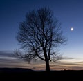 Tree and moon at dusk in San Miguel de Aralar, Navarra Royalty Free Stock Photo