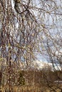 Tree in Mora. Spring. Sweden