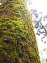 Tree Moss_Alisan Taiwan Royalty Free Stock Photo