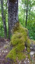 Tree Moss Closeup Forest