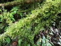 Tree with moss. Ecoturismo , ecotourism in Costa Rica