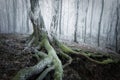 Tree with moss in a frozen forest in winter Royalty Free Stock Photo