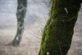 tree with moss on roots in a green forest or moss on tree trunk. Tree bark with green moss. Azerbaijan nature. Royalty Free Stock Photo