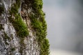 tree with moss on roots in a green forest or moss on tree trunk. Tree bark with green moss. Azerbaijan nature.