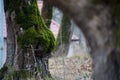 tree with moss on roots in a green forest or moss on tree trunk. Tree bark with green moss. Azerbaijan nature. Royalty Free Stock Photo